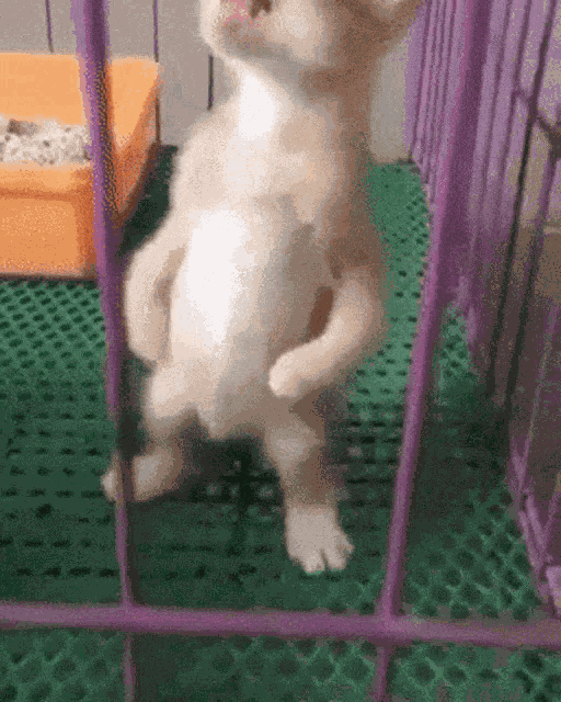 Cat Talking Cat Cat Talking Meme Speed Up Cat Funny GIF