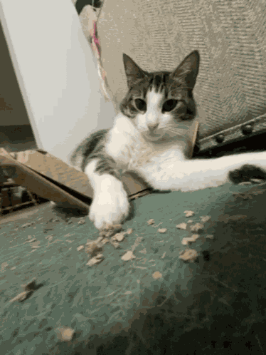Cat Tap Cat Paw GIF