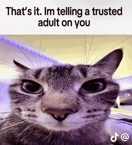 Cat Telling Adult Meme