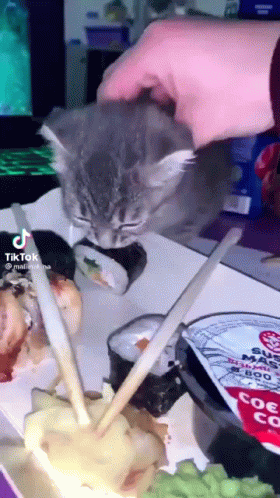 Cat Thirst Cat Sushi GIF