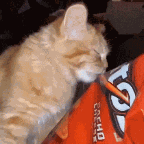 Cat This Is Silvanas Cat GIF