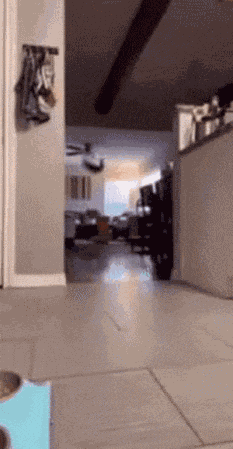 Cat Throw GIF