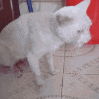 Cat Throw Up GIF