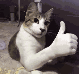 Cat Thumbs Up Cat Thumbs Up Meme GIF