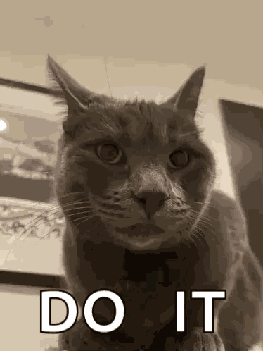 Cat Thumbs Up GIF