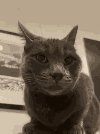 Cat Thumbs Up GIF