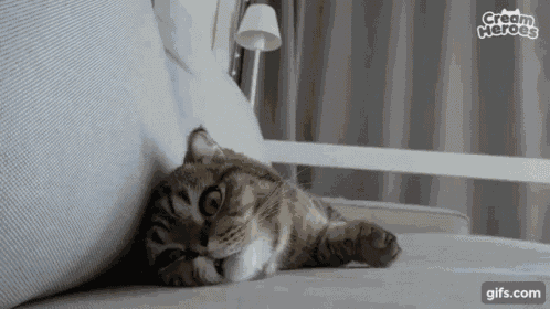 Cat Thunder GIF