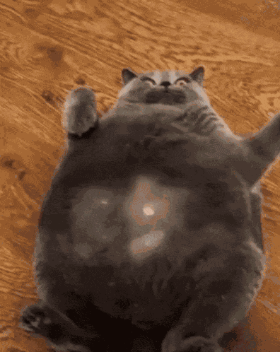 Cat Tickle Richtofen GIF