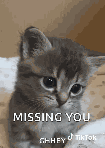 Cat Tiktok GIF