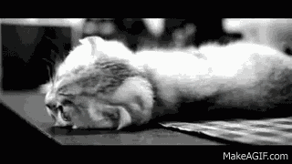 Cat Tilt GIF