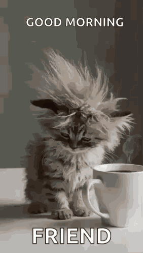 Cat Tired GIF