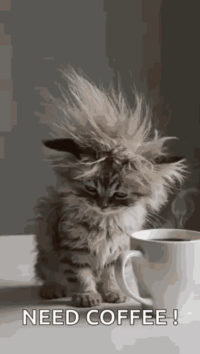 Cat Tired GIF