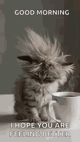 Cat Tired GIF