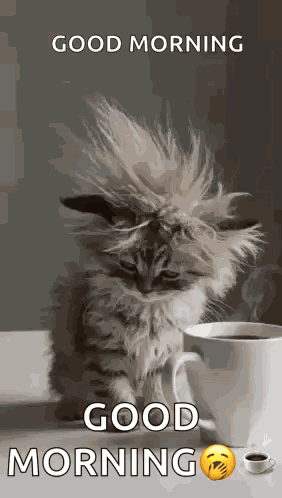 Cat Tired GIF
