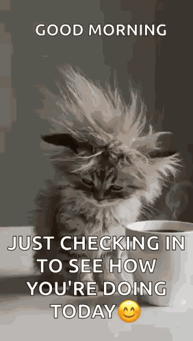 Cat Tired GIF
