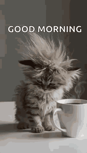 Cat Tired GIF