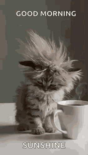 Cat Tired GIF