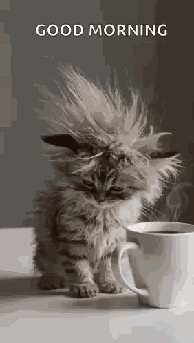 Cat Tired GIF