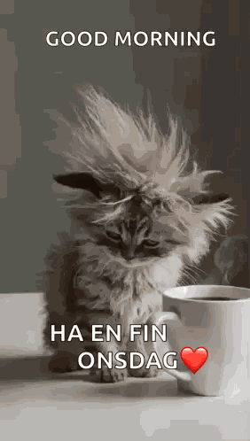 Cat Tired GIF