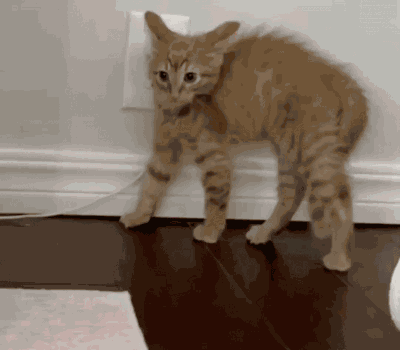 Cat Tomato GIF