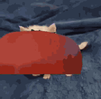 Cat Tomato Throw Throwing Tomatoes GIF