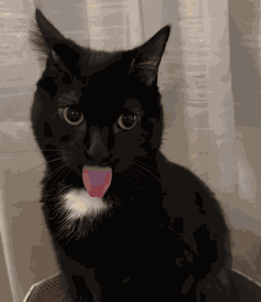 Cat Tongue Animals GIF
