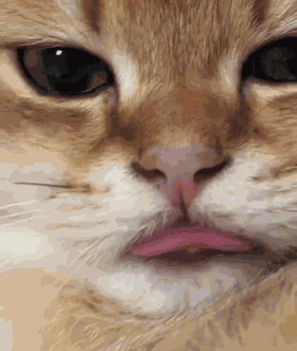 Cat Tongue Cat Tongue Flick GIF