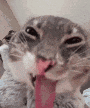 Cat Tongue Funny GIF