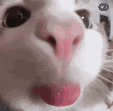 Cat Tongue Meme