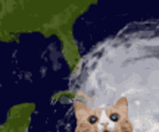 Cat Tornado GIF