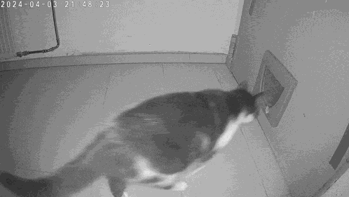 Cat Trier GIF
