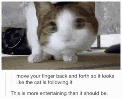 Cat Tumblr GIF