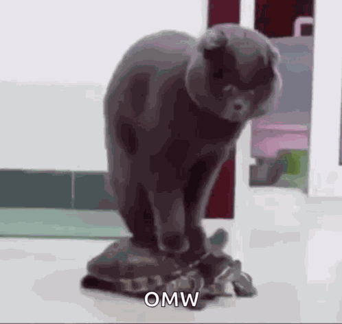 Cat Turtle Animals Fun GIF