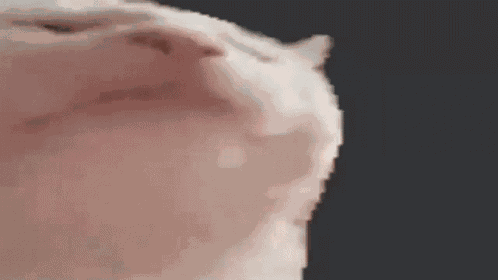 Cat GIF