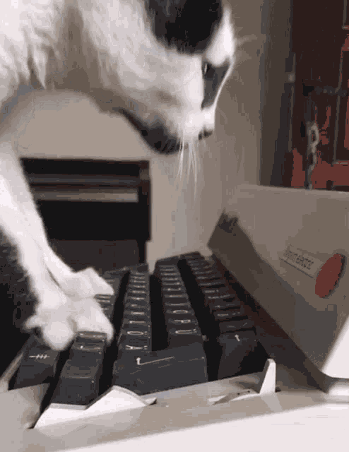 Cat Typing GIF