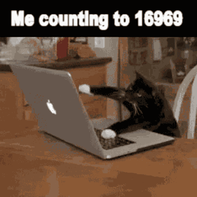 Cat Typing GIF
