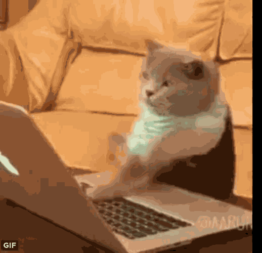 Cat Typing GIF