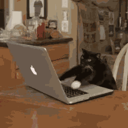 Cat Typing GIF