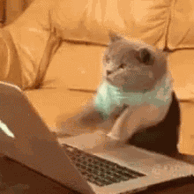 Cat Typing GIF