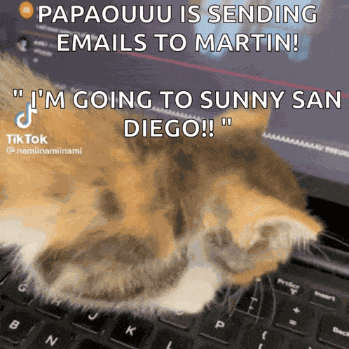 Cat Typing GIF