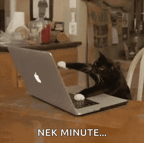 Cat Typing GIF
