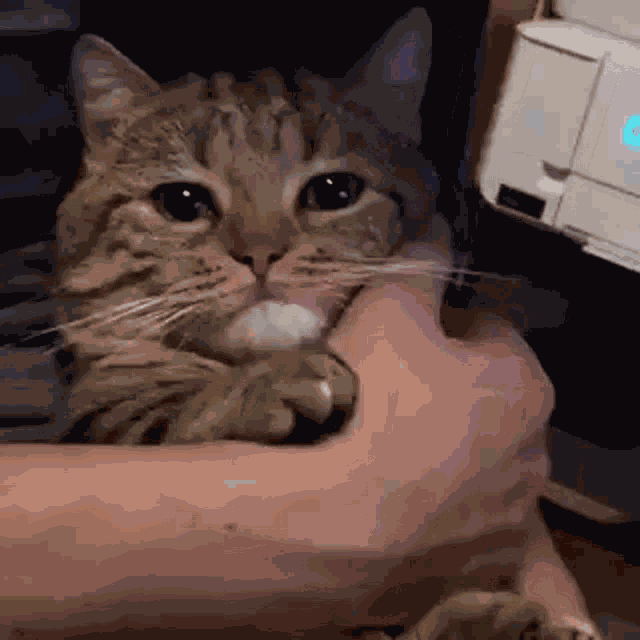 Cat GIF