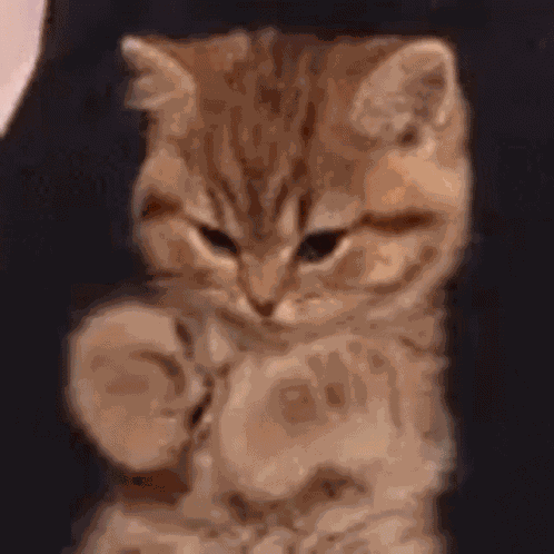 Cat GIF