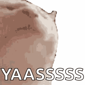 Cat Vibe Vibe Cat GIF