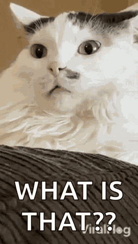 Cat Viralhog GIF