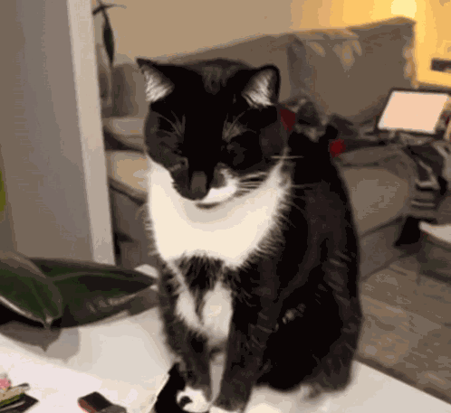 Cat Vomit Disgusting GIF