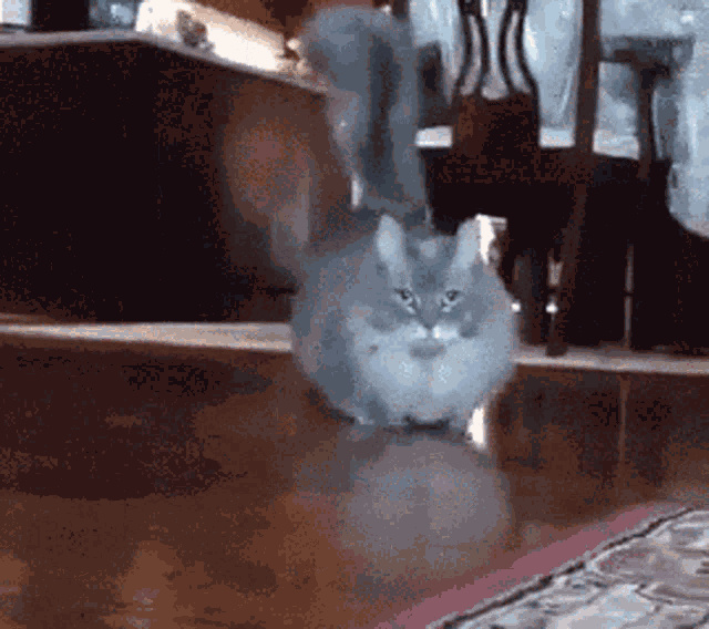 Cat Walk GIF