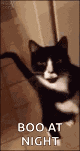 Cat Walking GIF