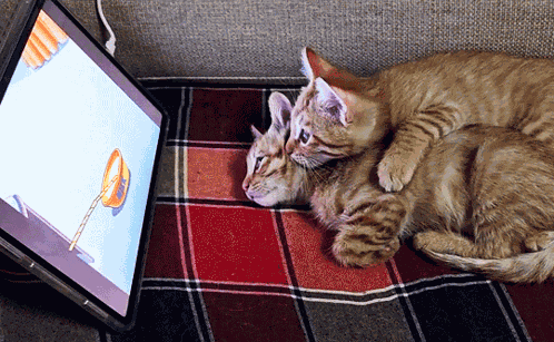 Cat Watching Tv GIF