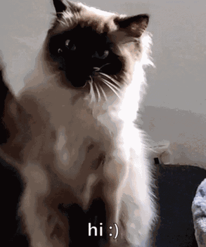 Cat Wave GIF